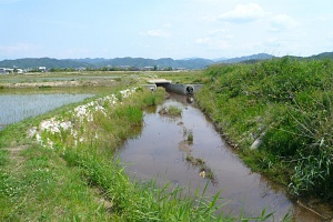 河辺西地区圃場01